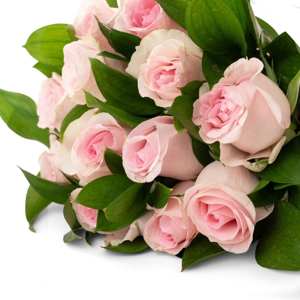 Soft Pink Roses